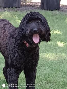 Nyxx -  Portuguese Water Dog and Poodle Dog for Adoption in Lavon, Texas - Nyxx | PetCurious