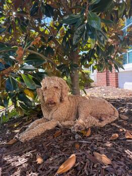Toffee -  Mixed Breed Dog for Adoption in Lawrenceburg, Tennessee - Toffee | PetCurious