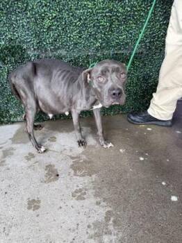 Nova -  Pit Bull Terrier and Mixed Breed Dog for Adoption in El Paso, Texas - Nova | PetCurious