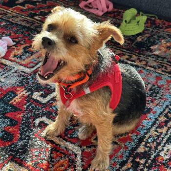 Miner -  Yorkshire Terrier Dog for Adoption - Miner | PetCurious
