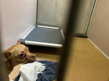 Chihuahua Dogs Available for Adoption in Martinez, California - PRECIOUS | PetCurious