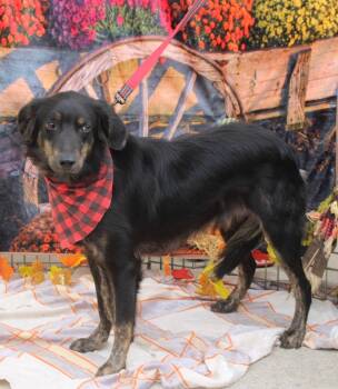 Rescue Border Collie Dogs for Adoption in Stuarts Draft, Virginia - Chester | PetCurious