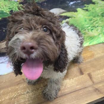 Teddy -  Cockapoo Dog for Adoption in Normal, Illinois - Teddy | PetCurious