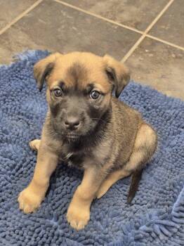 Rescue Labrador Retriever Dogs for Adoption in Woodstock, Ontario - Calliope | PetCurious