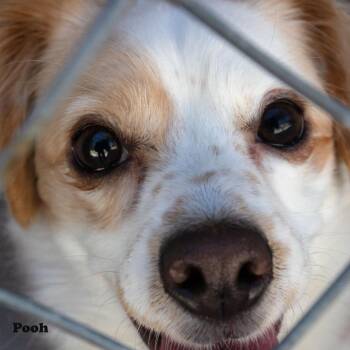 Pooh -  Chihuahua Dog for Adoption in Yucaipa, California - Pooh | PetCurious