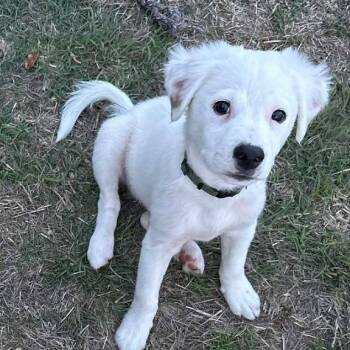 Labrador Retriever and Great Pyrenees Dogs Available for Adoption -  Dennis | PetCurious