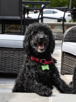 Francois - LOCAL CT -  Poodle Dog for Adoption in Princeton, Massachusetts - Francois - LOCAL CT | PetCurious