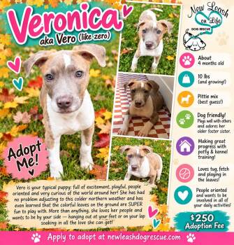 Veronica -  Pit Bull Terrier Dog for Adoption in Rockland, Wisconsin - Veronica | PetCurious