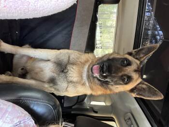 German Shepherd Dog Dogs Available for Adoption in Round Rock, Texas - Dave | PetCurious