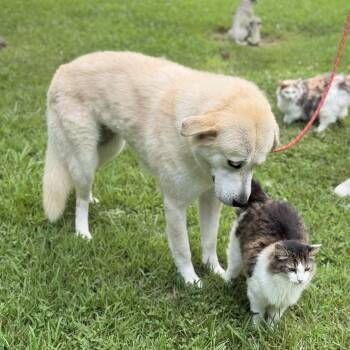 Aphrodite -  Great Pyrenees and Anatolian Shepherd Dog for Adoption in Locust Fork, Alabama - Aphrodite | PetCurious
