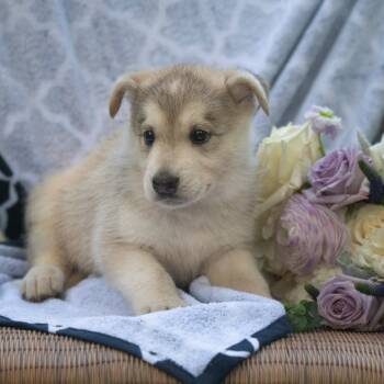 Rescue Mixed Breed Dogs for Adoption in Buffalo, Minnesota - Ridoc | PetCurious