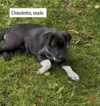 Omelette -  Cattle Dog Dog for Adoption in Vancouver, Washington - Omelette | PetCurious