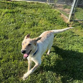 Anatolian Shepherd and Cattle Dog Dogs Available for Adoption - Lash | PetCurious
