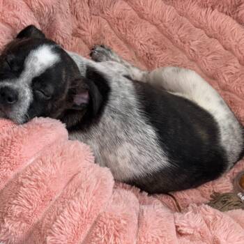 Basil -  Boston Terrier and Australian Cattle Dog Blue Heeler Dog for Adoption in Baker, Louisiana - Basil | PetCurious