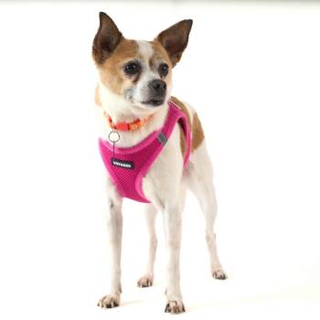 Orange Squeeze 14263 -  Chihuahua Dog for Adoption in San Francisco, California - Orange Squeeze 14263 | PetCurious