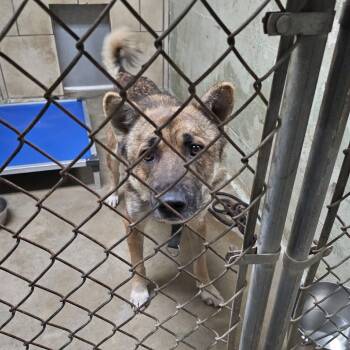 Rescue Shepherd and Mixed Breed Dogs for Adoption in Eureka Springs, Arkansas - Sauerkraut | PetCurious