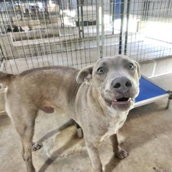 Rescue Pit Bull Terrier Dogs for Adoption in Manchester, Connecticut - Koda 1 | PetCurious