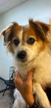 Princess -  Mixed Breed Dog for Adoption in Ocala, Florida - Princess | PetCurious