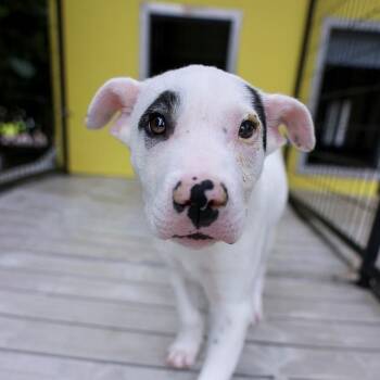 Remy -  Bull Terrier and Mixed Breed Dog for Adoption in Bradenton, Florida - Remy | PetCurious