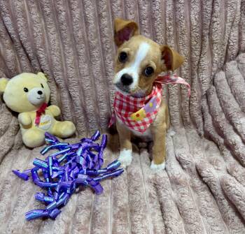 Pixie -  Chihuahua and Mixed Breed Dog for Adoption in Corona, California - Pixie | PetCurious