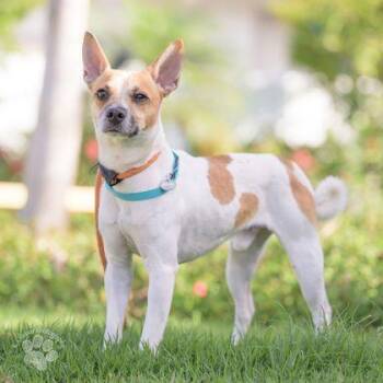 Terrier and Mixed Breed Dogs Available for Adoption - Pablo | PetCurious