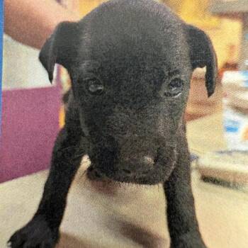 Black Labrador Retriever and Shepherd Dogs Available for Adoption in Royse City, Texas - Male 4 | PetCurious