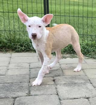 Violette -  Pit Bull Terrier Dog for Adoption in Newport, Kentucky - Violette | PetCurious