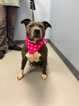 Andrea -  American Bully Dog for Adoption in Zanesville, Ohio - Andrea | PetCurious