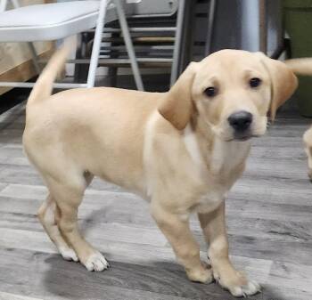 Labrador Retriever Dogs Available for Adoption in Manchester, Connecticut - Molly 2 | PetCurious