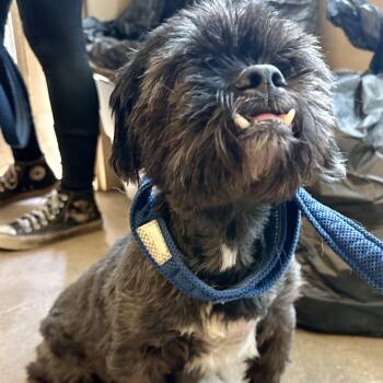 MR. BEAN -  Shih Tzu Dog for Adoption in Fernandina Beach, Florida - MR. BEAN | PetCurious