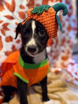 Razor -  Mixed Breed Dog for Adoption in Dunmore, Pennsylvania - Razor | PetCurious