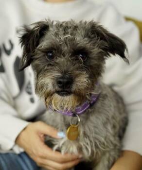 Poupon -  Terrier and Poodle Dog for Adoption in Pasadena, California - Poupon | PetCurious