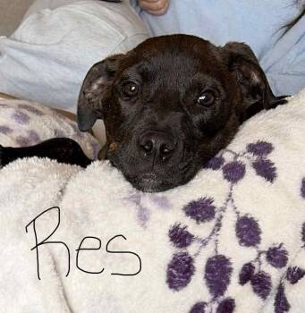 Pit Bull Terrier and Labrador Retriever Dogs Available for Adoption - Resy | PetCurious