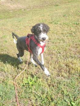Labrador Retriever and Australian Shepherd Dogs Available for Adoption in Lexington, Tennessee - HARLEY | PetCurious