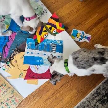 Catahoula Leopard Dog and Mixed Breed Dogs Available for Adoption - Lena D68514 | PetCurious