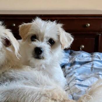 Bobby -  Terrier and Shih Tzu Dog for Adoption in Phoenix, Arizona - Bobby | PetCurious