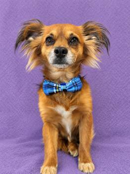 Little Boy -  Chihuahua and Spaniel Dog for Adoption in Lodi, California - Little Boy | PetCurious