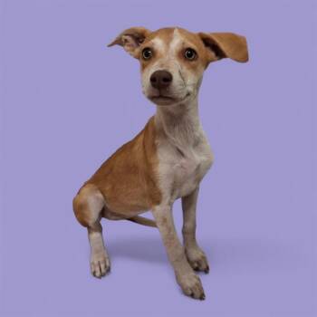 Rescue Shepherd Dogs for Adoption in Thousand Oaks, California - Bellini - URGENT! | PetCurious