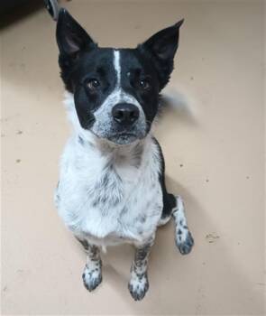 Border Collie and Australian Cattle Dog Blue Heeler Dogs Available for Adoption in Chula Vista, California - OREO BISCUIT | PetCurious