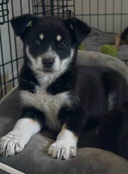 German Shepherd Dog and Siberian Husky Dogs Available for Adoption - Porter | PetCurious