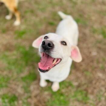 Terrier and Mixed Breed Dogs Available for Adoption - Irish | PetCurious