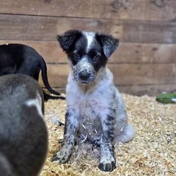 Winston -  Mixed Breed Dog for Adoption in Lexington, Kentucky - Winston | PetCurious