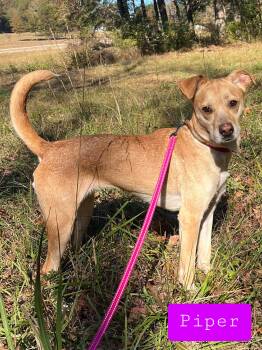 Mixed Breed Dogs Available for Adoption - Piper  | PetCurious