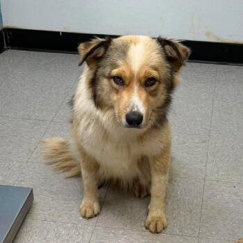 Summer 26-07-035 -  Border Collie and Australian Shepherd Dog for Adoption in Bastrop, Texas - Summer 26-07-035 | PetCurious
