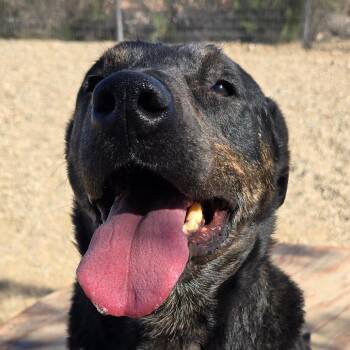 Stockman -  Mixed Breed Dog for Adoption in Wickenburg, Arizona - Stockman | PetCurious
