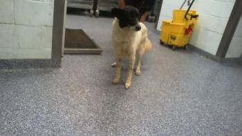 CAMILA -  Border Collie Dog for Adoption in Charlotte, North Carolina - CAMILA | PetCurious