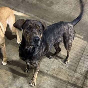 Rescue Mastiff Dogs for Adoption in Boone, Iowa - Inspiring Goose | PetCurious