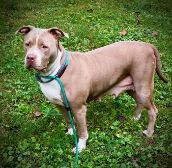 Oaklyn -  American Bully Dog for Adoption in Powell, Tennessee - Oaklyn | PetCurious