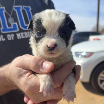 Mixed Breed Dogs Available for Adoption - Beanie Babies | PetCurious