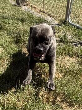 Dante -  Pug Dog for Adoption in Houston, Texas - Dante | PetCurious